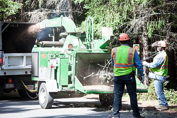 How Our Tree Care Process Works  in  Castalia, OH